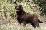 LABRADOR 732